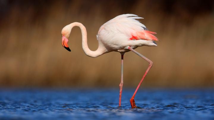 Flamingo