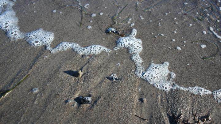 Tur til stranden: Hvad findes der på stranden og i saltvand