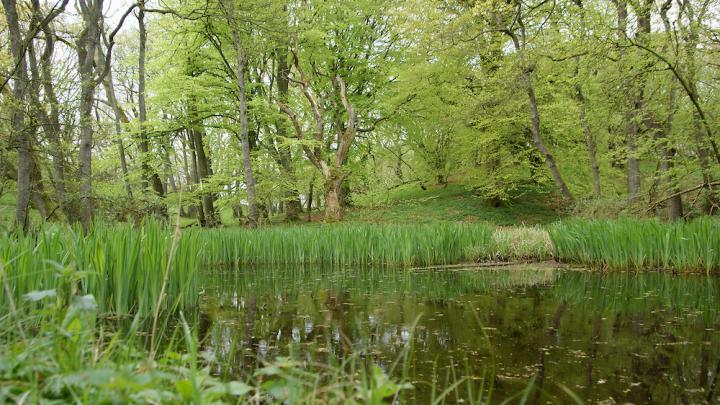 Hvad spiser skovens dyr: Billedlotteri