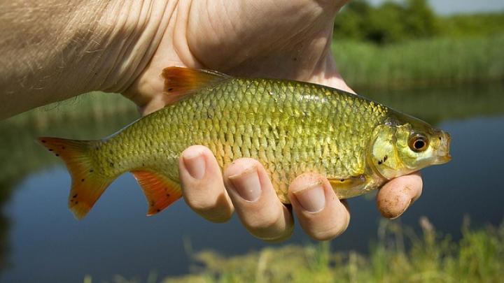 Sådan laver du en primitiv fiskestang